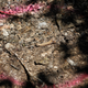 A bone next to one of the six clandestine mass graves.